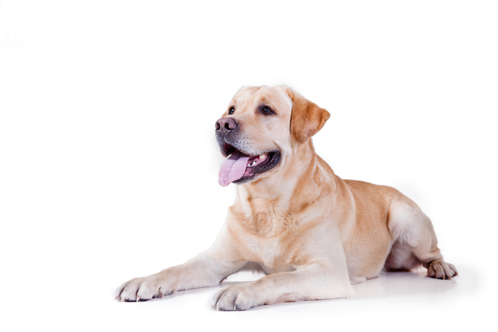 Read more about the article Why Labrador Retrievers Make Great Pets