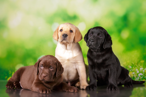 The Ultimate Guide to Labrador Puppies
