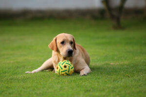 Read more about the article The Fascinating History of Labrador Retrievers