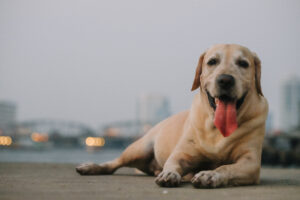 Read more about the article Top Reasons to Choose a Labrador