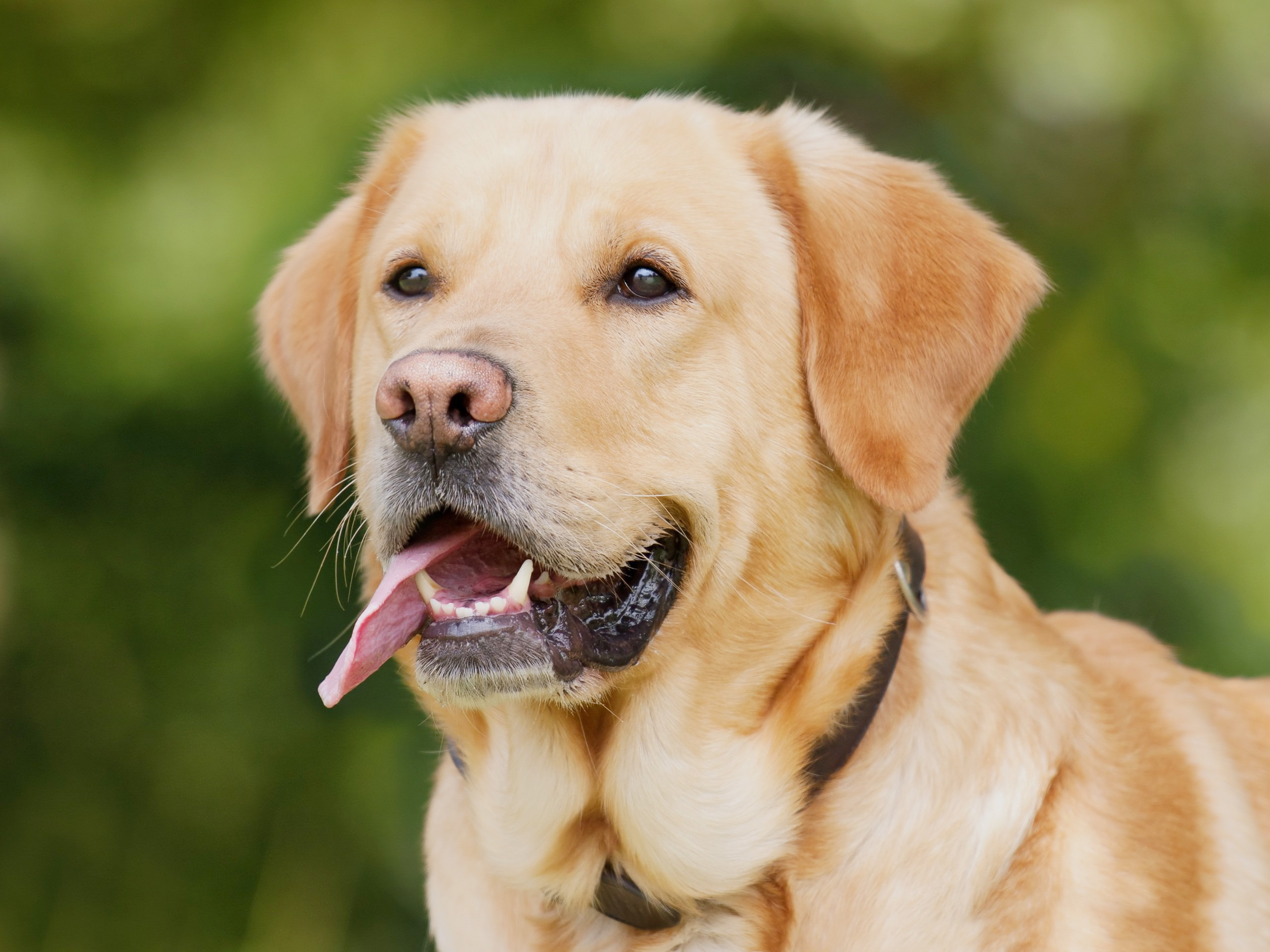 Read more about the article 5 Key Characteristics of the Labrador Breed