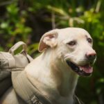 Why Labradors Are the Perfect Adventure Buddies for Outdoor Enthusiasts