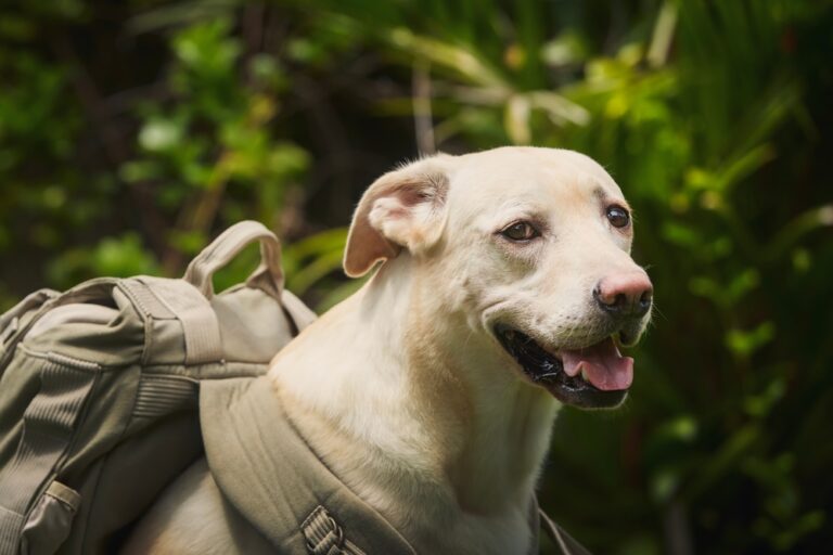 Why Labradors Are the Perfect Adventure Buddies for Outdoor Enthusiasts