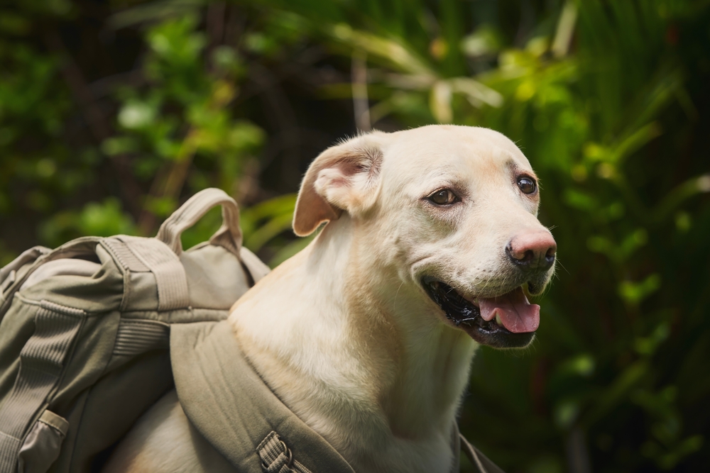 Read more about the article Why Labradors Are the Perfect Adventure Buddies for Outdoor Enthusiasts