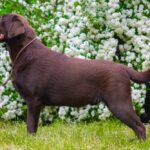 Are Chocolate Labs Different? Myths and Facts About Labrador Colors