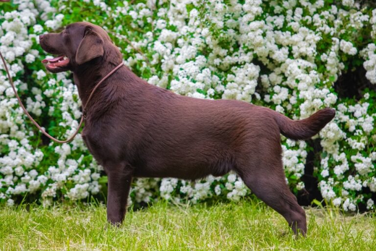 Are Chocolate Labs Different? Myths and Facts About Labrador Colors