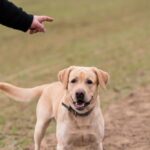 How to Train a Labrador Retriever for Off-Leash Adventures