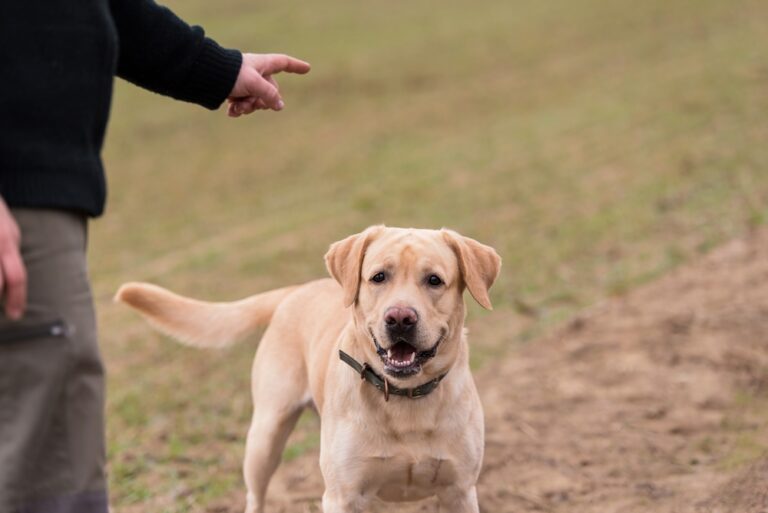 How to Train a Labrador Retriever for Off-Leash Adventures