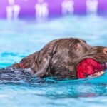 Top 10 Labrador Retriever Fitness Routines to Keep Your Dog Active