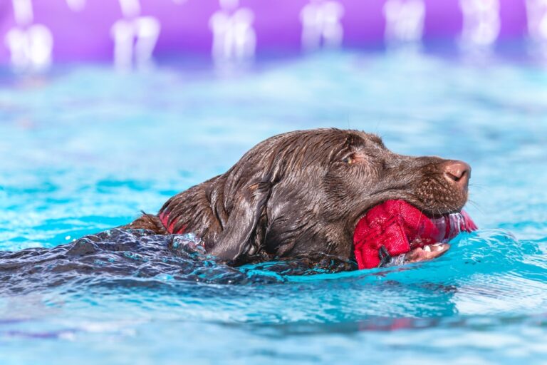 Top 10 Labrador Retriever Fitness Routines to Keep Your Dog Active