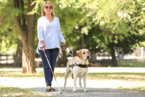 Read more about the article Understanding the Popularity of Labrador Retrievers in Service Dog Roles