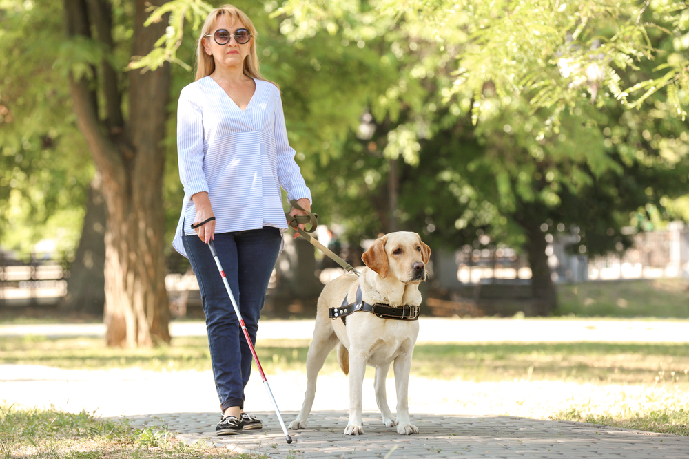 Read more about the article Understanding the Popularity of Labrador Retrievers in Service Dog Roles